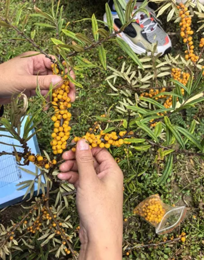 香职新闻｜探索自然奥秘 锤炼专业技能 —香格里拉职业学院林业技术专业学生外出实践纪实(图6)
